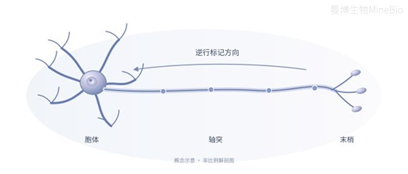 运动神经元逆行标记示意图。从外周末梢到胞体