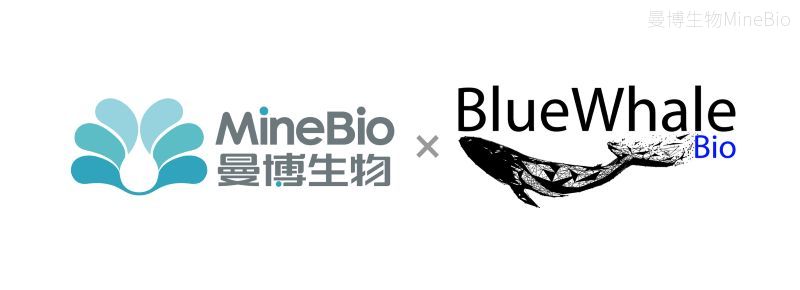 曼博生物携手BlueWhale Bio面向中国大陆提供Synecta T1产品及本地服务支持
