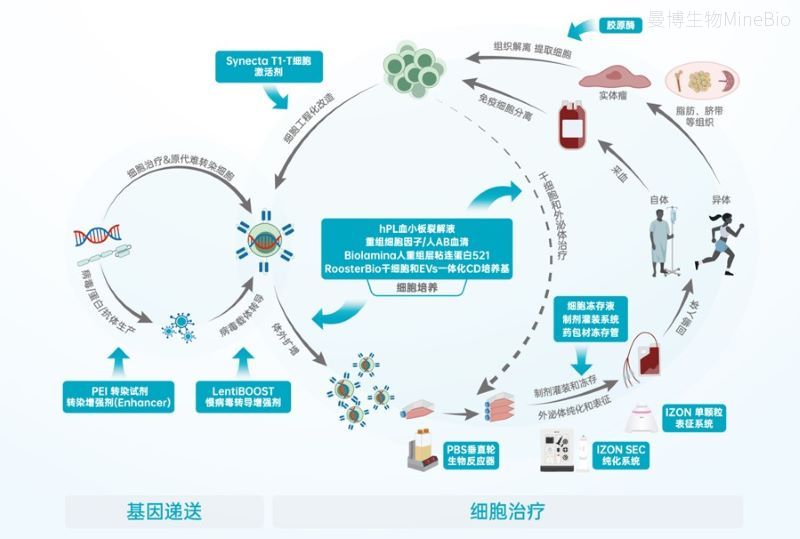 上海曼博生物提供CGT细胞基因治疗全流程解决方案