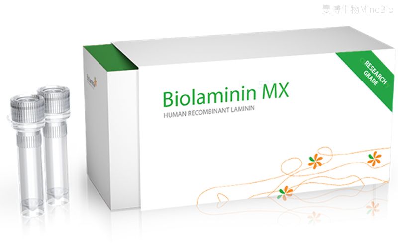 Biolaminin521（MX521）人重组层粘连蛋白521-Biolamina