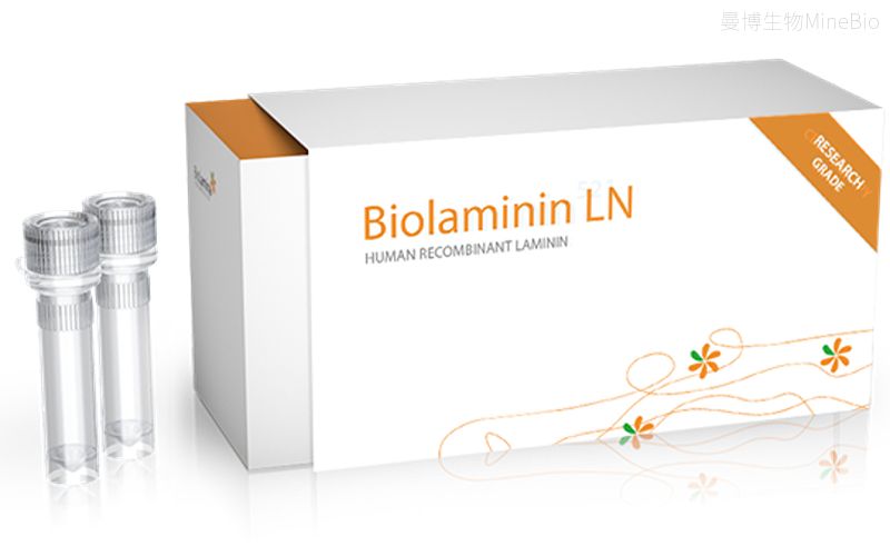 Biolaminin 411 LN(LN411)人重组层粘连蛋白411-Biolamina
