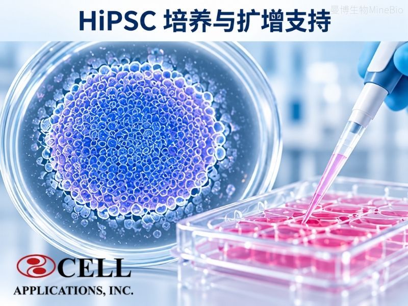 HiPSC培养与扩增支持