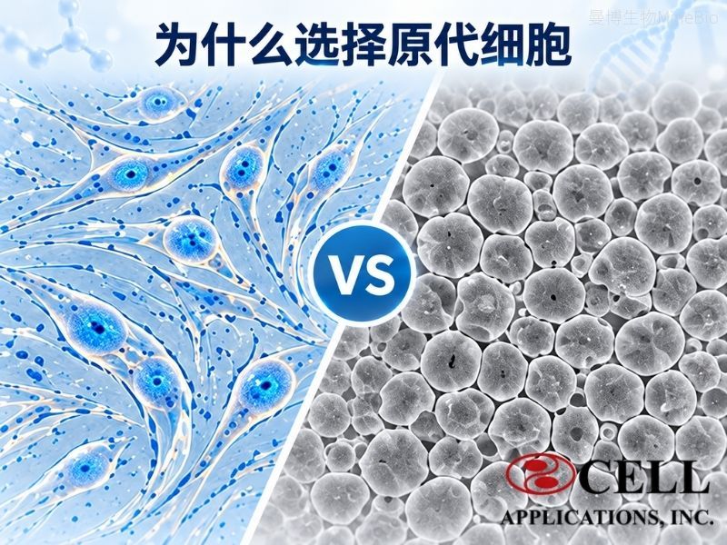 为什么选择原代细胞