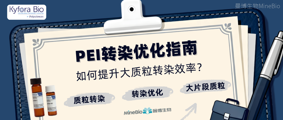 ​PEI转染优化指南：提升大质粒转染效率
