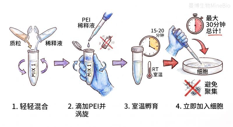PEI转染操作步骤 PEI转染操作步骤