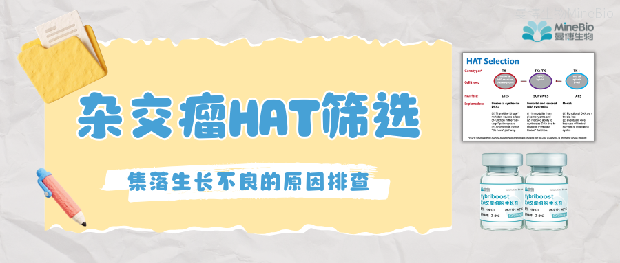 杂交瘤HAT筛选|集落生长不良的7项排查要点