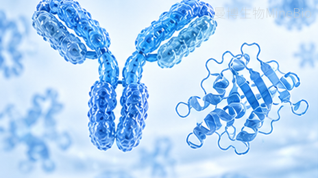 AntibodyProtein