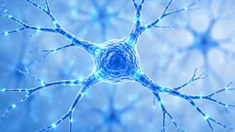 NeuronalTracing膜标记与神经示踪解决方案-fast blue