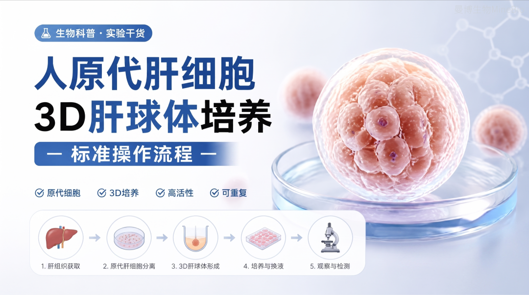 使用人原代肝细胞培养3D肝球体的标准化流程