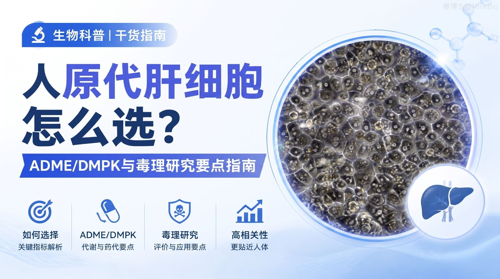 人原代肝细胞怎么选？ADME、DMPK与毒理研究要点指南