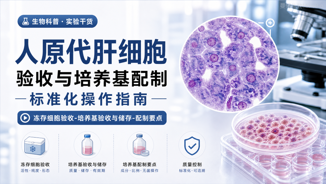 人原代肝细胞验收与培养基配制标准化操作指南