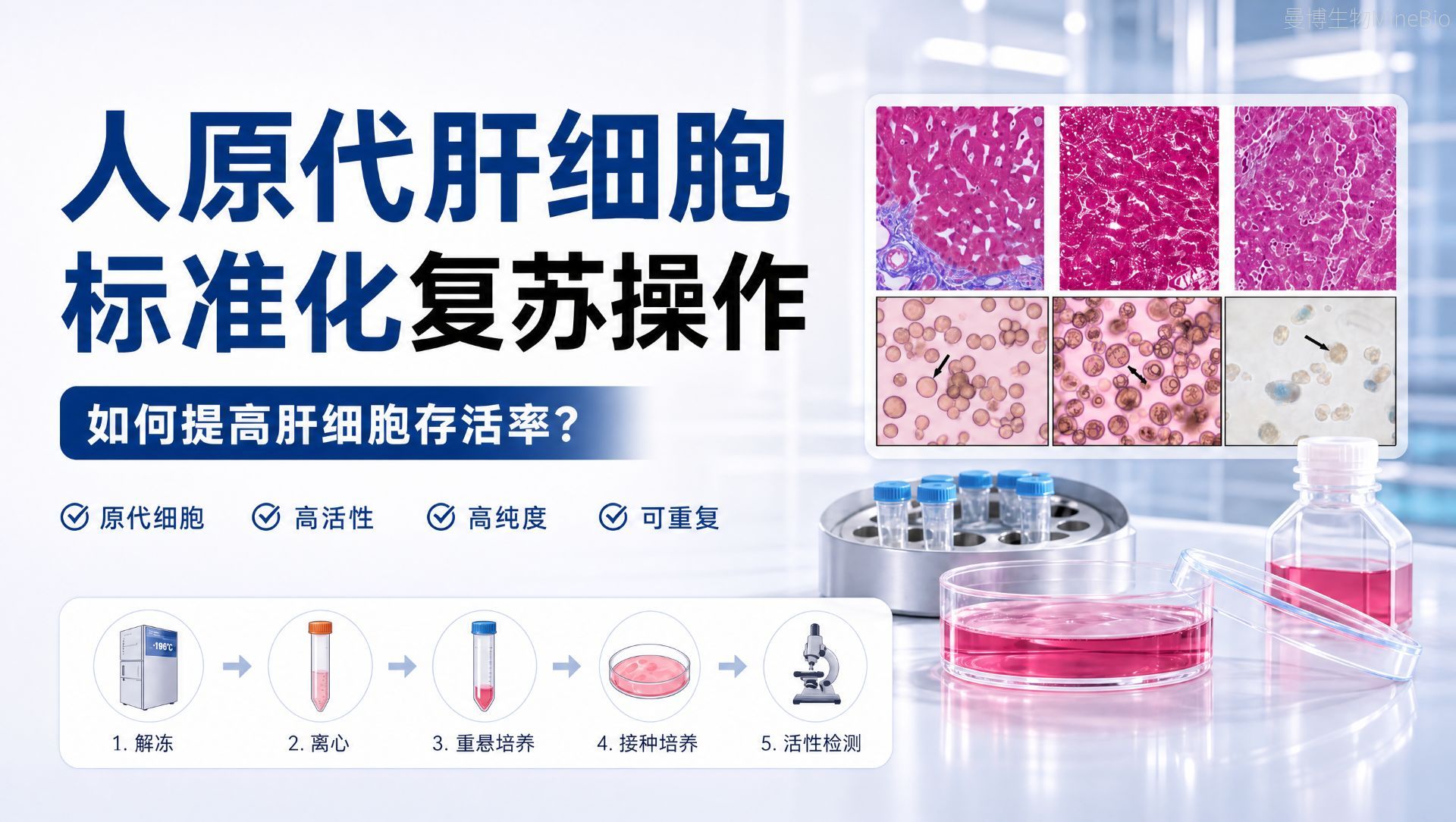 人原代肝细胞标准化复苏操作｜如何提高肝细胞存活率？