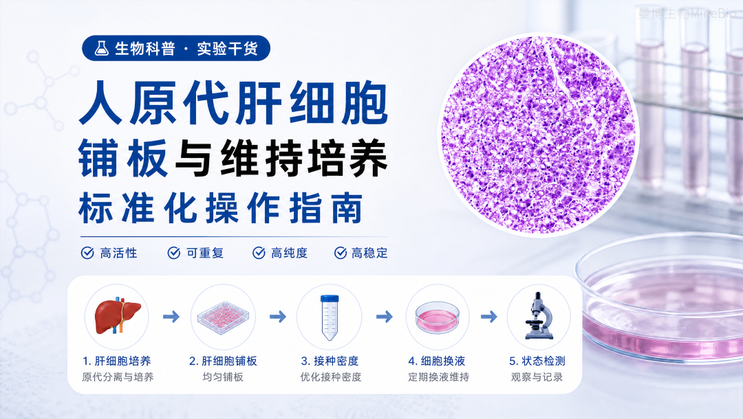 人原代肝细胞铺板与维持培养标准化操作指南