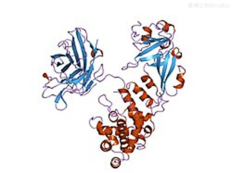图1 白喉毒素(diphtheria toxin,DT)虚拟示意图 图1 白喉毒素(diphtheria toxin,DT)虚拟示意图