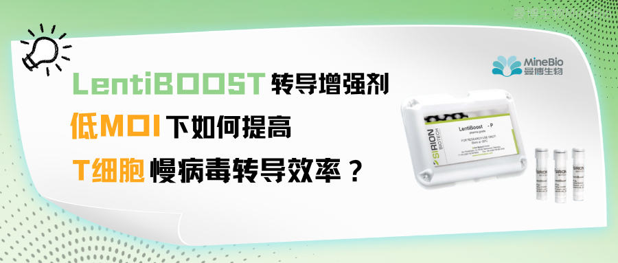 转导增强剂|低MOI下如何提高T细胞慢病毒转导效率