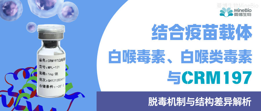 结合疫苗载体选型|白喉毒素、白喉类毒素与 CRM197 机制差异解析